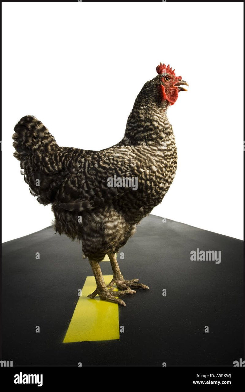 Image: Få at vide mere om det nye spil Chicken Road 2 i Danmark
