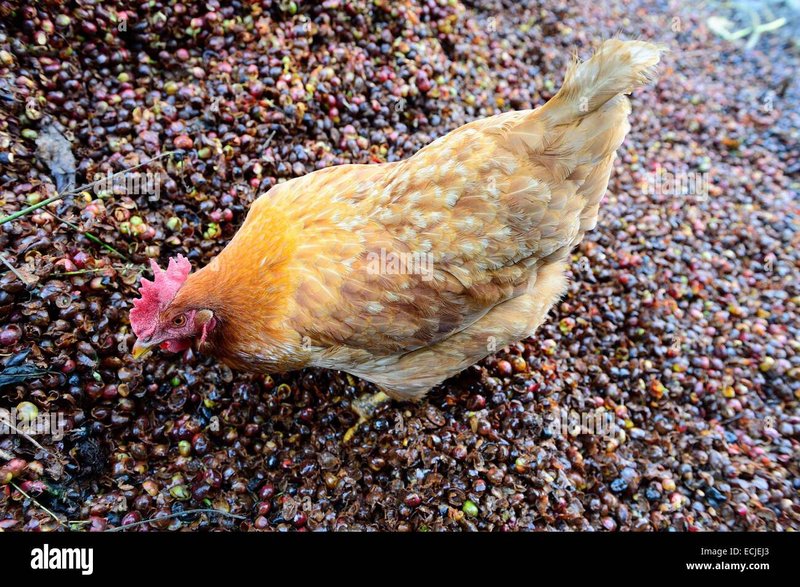 Spain - chicken road online